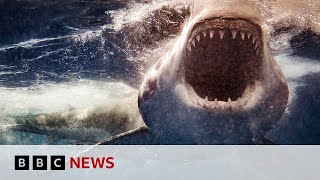 Sharks less likely to attack surfboards with lights study finds  BBC News [upl. by Nrehtac]