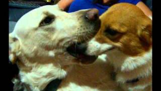 My 2 dogs french kissing [upl. by Gean]