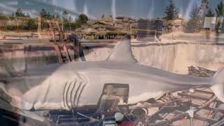 Jaws Ride Behind The Scenes [upl. by Wattenberg]