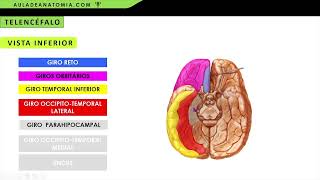 TELENCÉFALO VISTA INFERIOR anatomia neurociencia fisioterapia medicina neurologia medico [upl. by Mureil]