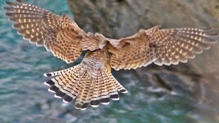 Kestrel Hunting and Hovering  Faucon Crécerelle Vol Stationnaire [upl. by Allerus913]