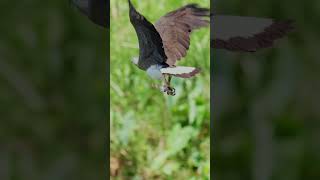 birds wildlife bird canonr5 nature Greyheaded fish eagle dived on Nov 27th [upl. by Enened489]