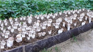 SUPER SPECIAL TECHNIQUE for Growing Mushrooms from Seeds for Beginners [upl. by Ibrik]