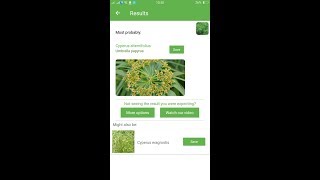 PlantSnap identifies an Umbrella papyrus Cyperus alternifolius [upl. by Silverts]