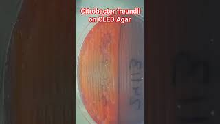 Citrobacter freundii on CLED Agar [upl. by Anawaj83]