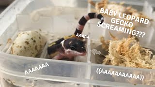 Baby Leopard Gecko Screaming Compilation [upl. by Rape797]