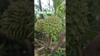 Annona dioica  Araticum de moita viralvideo frutifera plantas fruit [upl. by Rinum727]