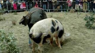 Truffle hunting demonstration with a pig [upl. by Nesral]