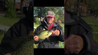 williamsnarrowsresort fishing minnesota panfish crappie [upl. by Arimahs652]