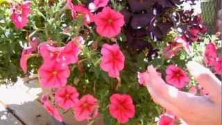 How to Keep your Petunias Looking Full and Flowering [upl. by Lewak770]