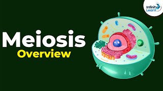 Overview of Meiosis  Dont Memorise [upl. by Niai]