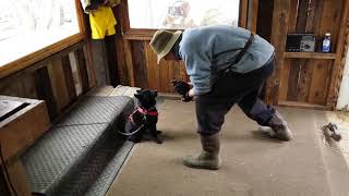 Schipperke Mawing [upl. by Kin316]