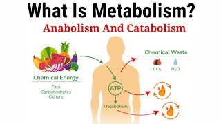 What Is MetabolismLecture 2 In HindiUrdu [upl. by Dugaid653]