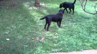 Perros Labradores Retriever Zor amp Claire de Scampy conociendose [upl. by Lamaj84]