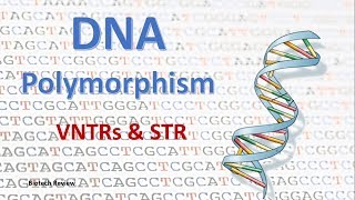 DNA Polymorphism  VNTR  STR [upl. by Norrek]