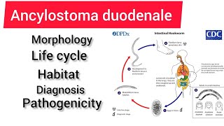 Ancylostoma duodenale zoology 3rd year handwritennotes hpu viralvideo handwritennotes [upl. by Iharas359]