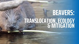 Introduction to Beavers Translocation Ecology and Mitigation [upl. by Barn743]