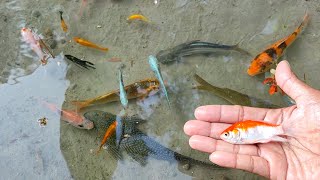 Find Colorful Ornamental fish Goldfish betta fish Catfish lobster koi fish animals Videos [upl. by Deva]