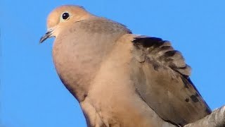 Dove bird call  song  sound  Mourning [upl. by Ayanaj]