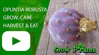 Opuntia robusta  grow harvest and eat [upl. by Sixla]