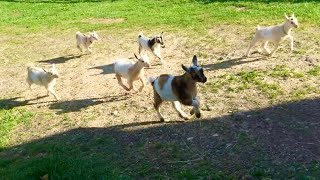 The Running of the Goats at Sunflower Farm [upl. by Anaehr]