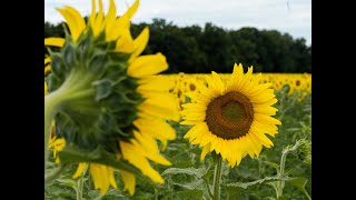 SunFlower Farm [upl. by Neron378]