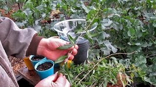 Propagating New Goji Berry Plants From Cuttings [upl. by Aicinet458]