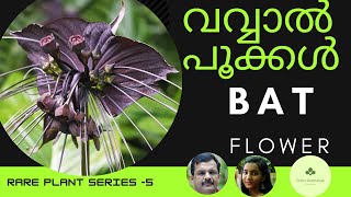 വവ്വാൽ പൂക്കൾ  Bat plant care in malayalamTacca plant care in malayalam Rare Flower chantrieri [upl. by Ynetruoc865]