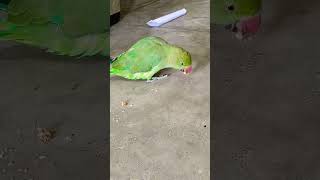 Talking parrot 🦜🦜 parrot talkingparrot birds [upl. by Ateekan]