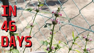 How to grow Chinese motherwort from seed [upl. by Eohce]