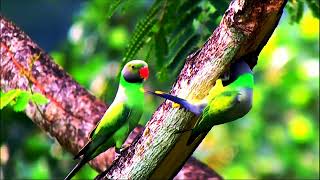 Layard Parakeet Creating their Home in Tree [upl. by Garvin57]