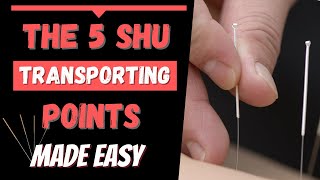 5 Shu Transporting points Acupuncture [upl. by Ebehp]