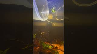 Kribensis Cichlids in a new tank [upl. by Hailahk]