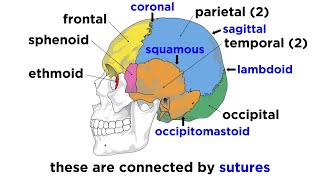 Skull  Suture in Cranium part  Frontal Suture Coronal Suture Sagittal Suture [upl. by Carlo]