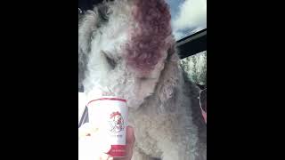 Pup Cup Time dogshorts shortsvideo doglovers doglife pupcup [upl. by Tellford626]