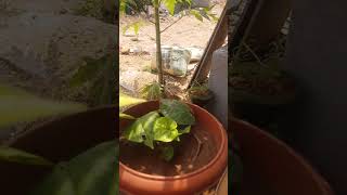 Mini garden video short video amp0pls subscribe [upl. by Pedrotti370]