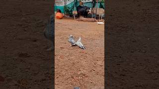 pigeons mating  shortvideo pegeon viralvideo kabutar pigeonpigeon pigeonmating mari [upl. by Kovar948]