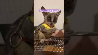 The most adorable Galago BushBaby youve ever seen bushbaby animals galago shorts [upl. by Nima463]