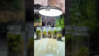 Smallest terrarium gang terrarium shortsvideo shorts [upl. by Carlota]