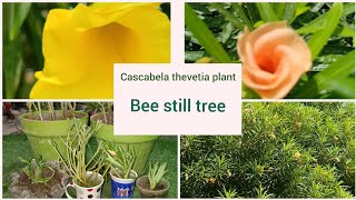 Cascabelathevetiaplant Beestilltree How to grow cascabela thevetia plant from cutting amp seeds [upl. by Annoif336]