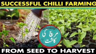 How to chilli nersury farming and growing tips  insects  fungus disease visit agrivologs [upl. by Cobbie803]