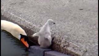 Emerging Baby Swans at Llanfairfechan [upl. by Fredrick]