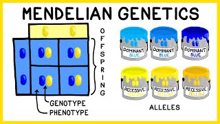 Mendelian Genetics Genotypes Phenotypes and Punnett Squares [upl. by Acinoreb]