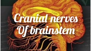 cranial nerves physiology anatomy neurology neuroscience trending trendingshorts [upl. by Correy]