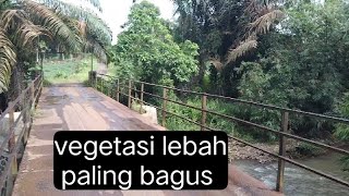 vegetasi lebah paling bagus untuk mempercepat produksi madu [upl. by Eciened509]