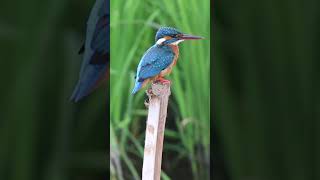 CloseUp View of a kingfisher [upl. by Ivatts29]