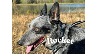 Cruising with My Blue Heeler Rocket S1 E6 [upl. by Brink]