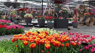 Keukenhof garden 2023  Spring has come  4k [upl. by Erodisi752]