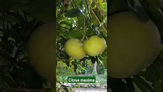 Citrus maxima Rutaceae [upl. by Ennaitsirk907]