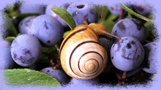 Cute pet  garden snails blue sloe berries Schnecke escargot カタツムリ улитка [upl. by Oringas]